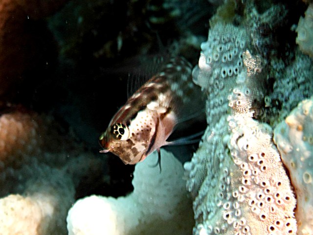 Ecsenius Nalolo